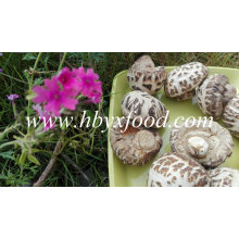 Secado de flor blanca Shiitake hongos sabrosos alimentos